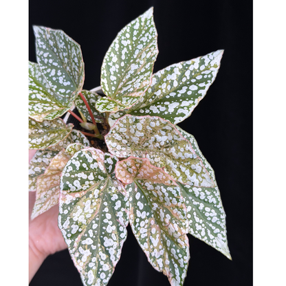 【一点もの】ベゴニア スノーキャップド ピンク斑入り Begonia Snow Capped variegata