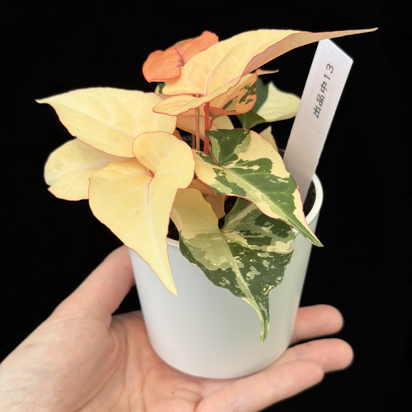 【一点もの販売】ファロピア マルチフローラ 斑入り Fallopia multiflora 'Variegata'   13