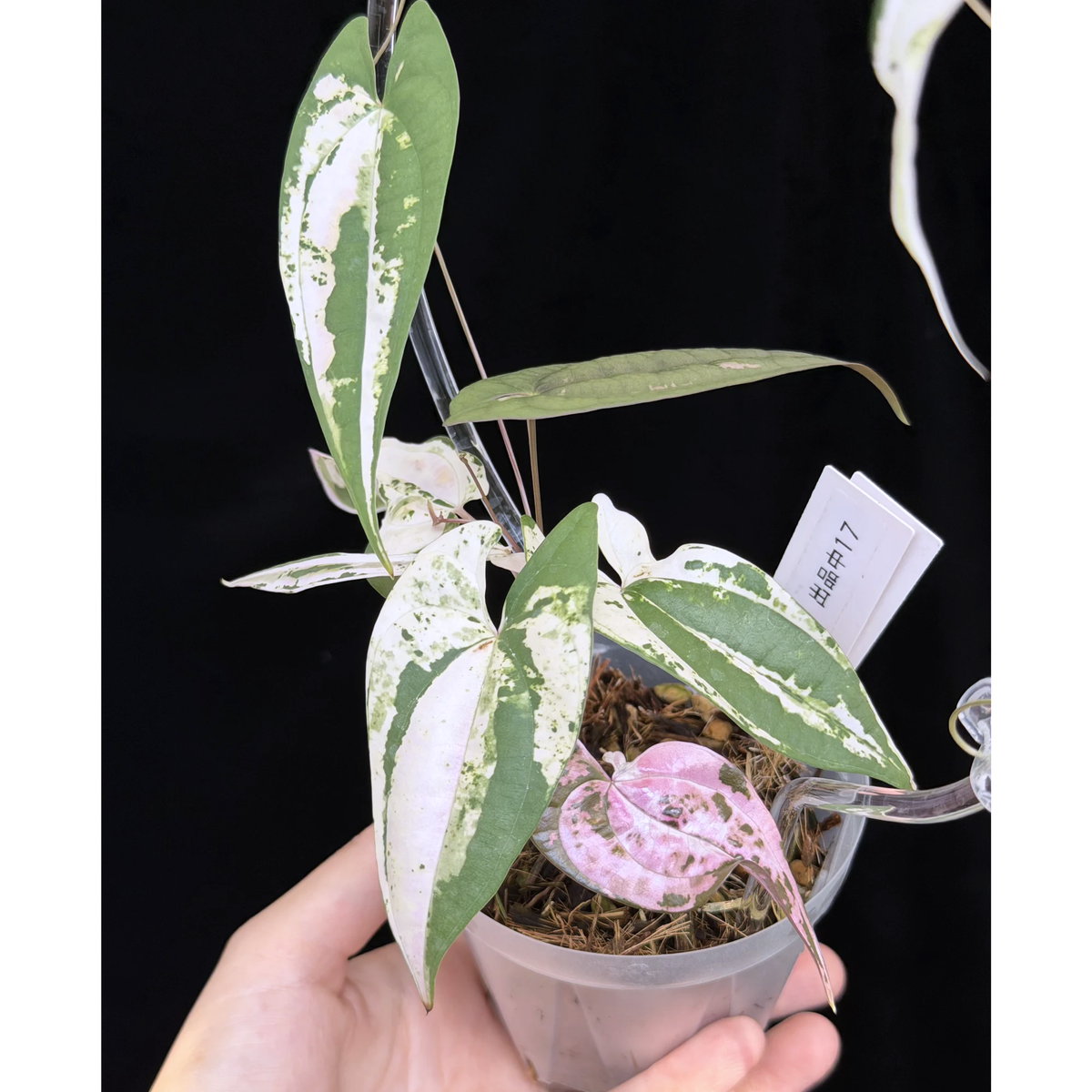 【一点もの】 Dioscorea filiformis ‘Gamma Ray’　ねこチップSS植え 激レア 17