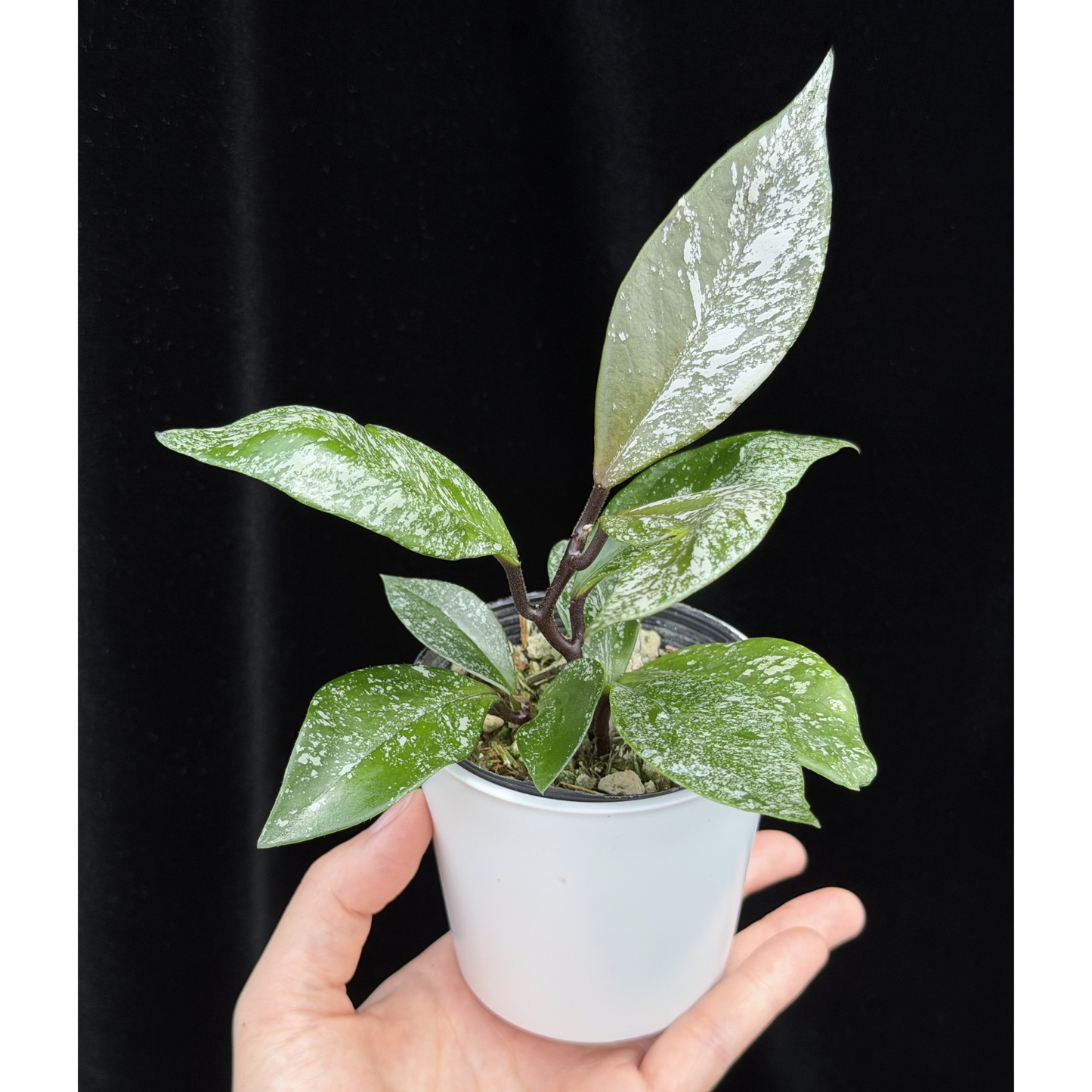 【一点もの】ホヤウィルバーグレーブス Hoya carnosa 'Wilbur Graves'