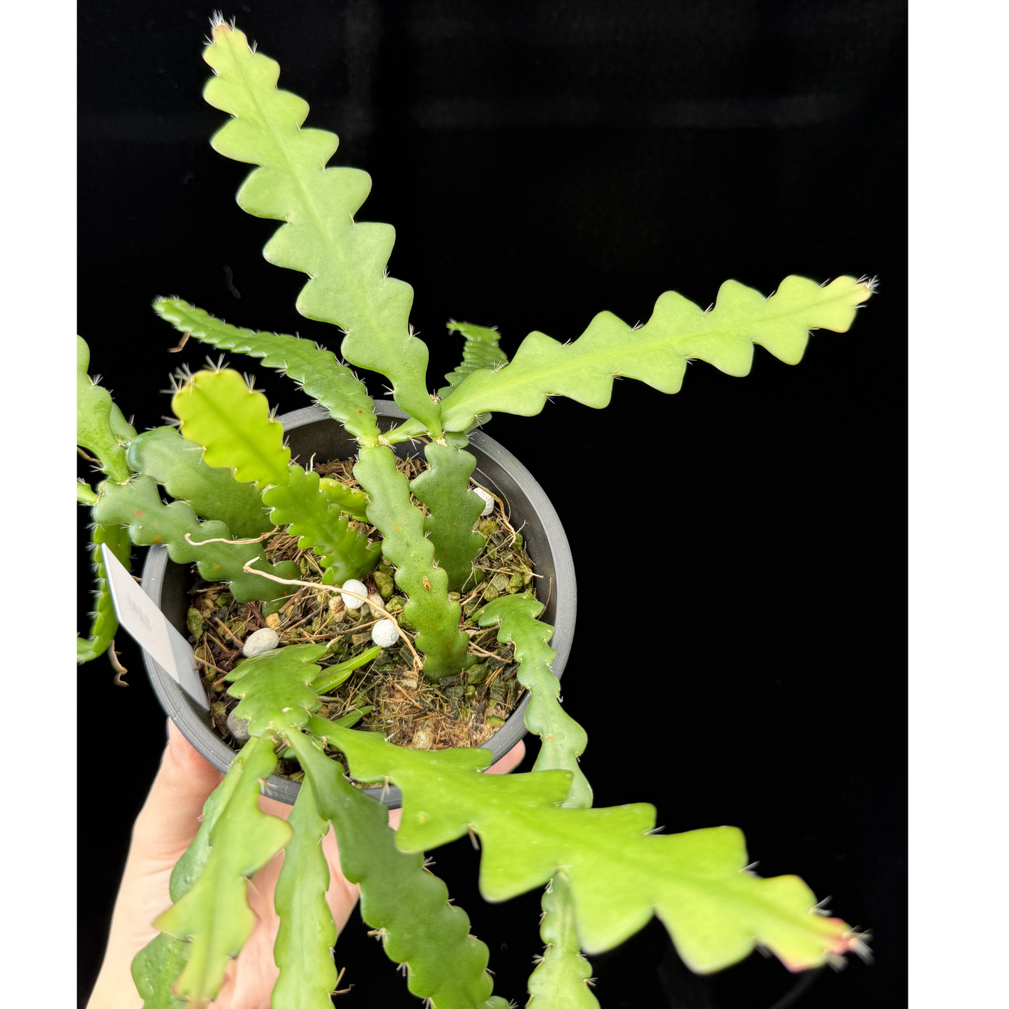 【一点もの】フィッシュボーンカクタス エビフィラム アングリガー 4号 プラスチック鉢 BLACK PLASTIC POT 受け皿付き 8