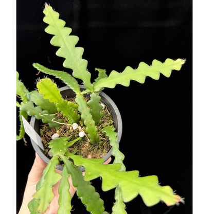 【一点もの】フィッシュボーンカクタス エビフィラム アングリガー 4号 プラスチック鉢 BLACK PLASTIC POT 受け皿付き 8