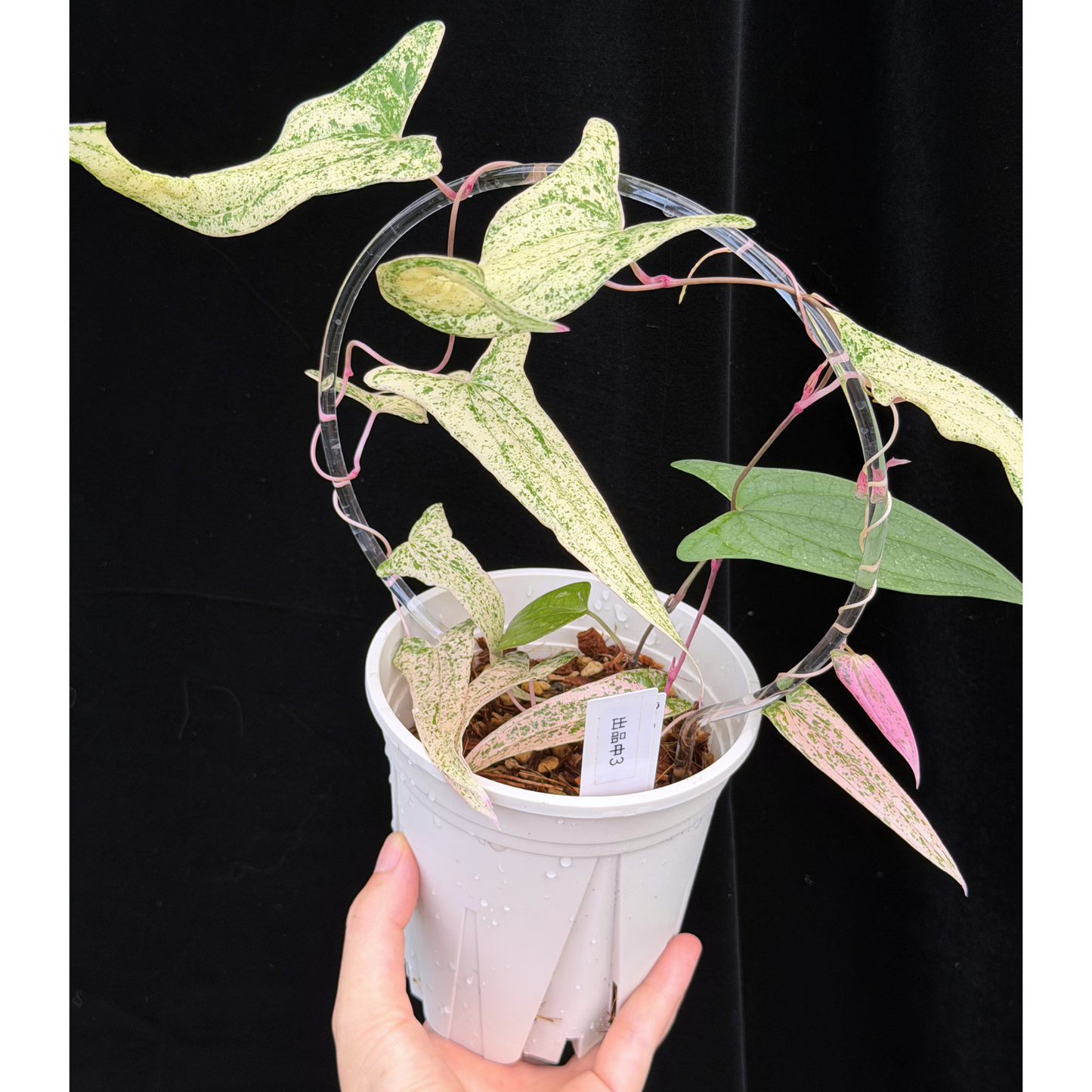 【一点もの】Dioscorea garrettii ‘Pixel’　ねこチップSS植え 激レア 3