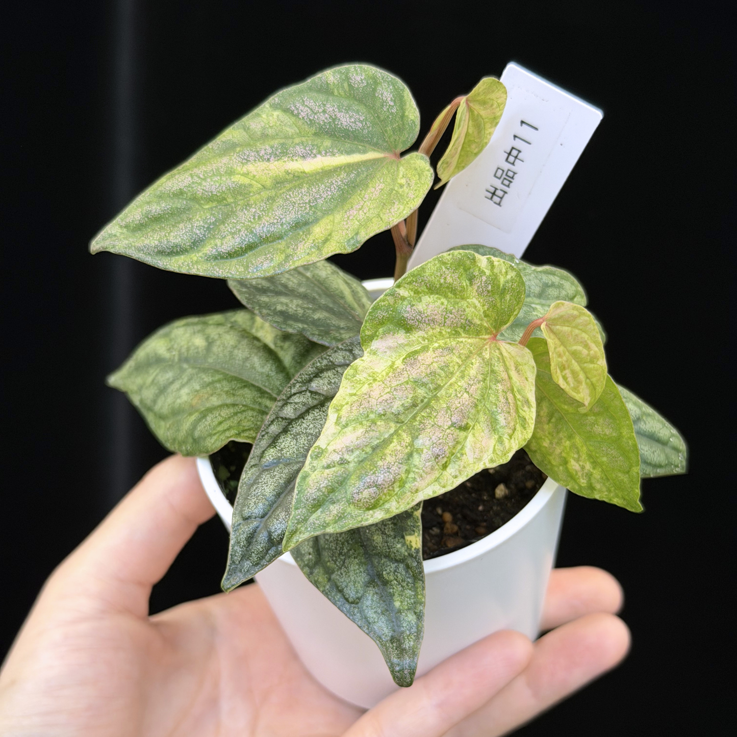 【一点もの】Piper sylvaticum variegated  ピペル シルバティクム斑入り 11