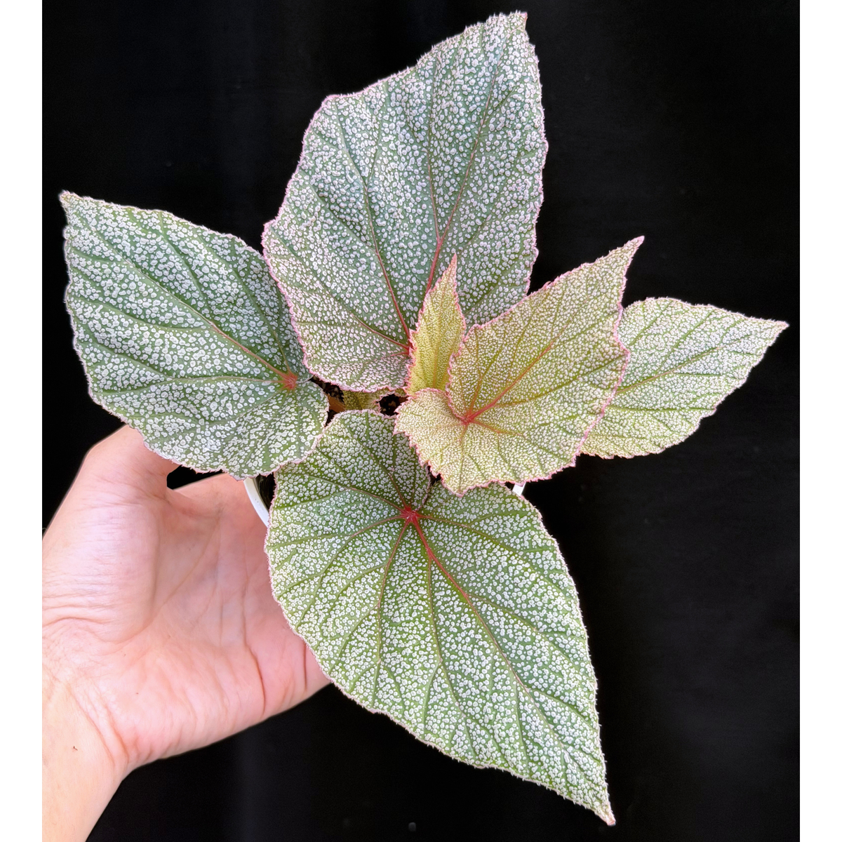 【一点もの】ベゴニア シンバッド Begonia Sinbad