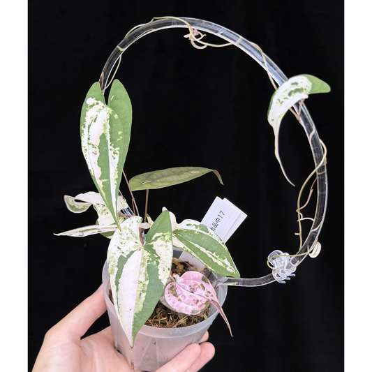 【一点もの】 Dioscorea filiformis ‘Gamma Ray’　ねこチップSS植え 激レア 17