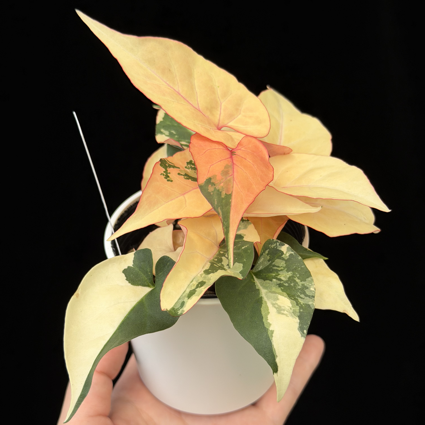 【一点もの販売】ファロピア マルチフローラ 斑入り Fallopia multiflora 'Variegata'   13