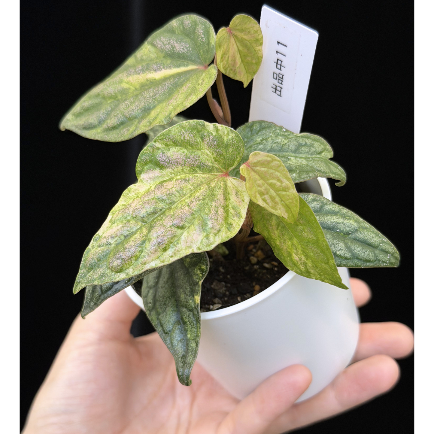 【一点もの】Piper sylvaticum variegated  ピペル シルバティクム斑入り 11