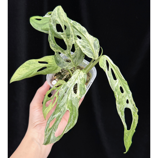 【一点もの】モンステラ アダンソニー ミントバリエガータ Monstera Adansonii 'Mint Variegata' マドカズラ斑入り