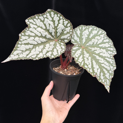 【一点もの】ベゴニア クイーンエリザベス 3.5号 スリット鉢 Begonia ‘Queen Elizabeth’