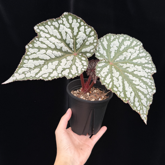 【一点もの】ベゴニア クイーンエリザベス 3.5号 スリット鉢 Begonia ‘Queen Elizabeth’