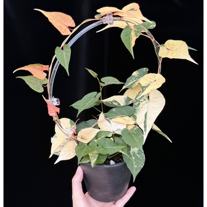 【一点もの】ファロピア マルチフローラ 斑入り Fallopia multiflora variegated BLACK PLASTIC POT 4号 アクリル支柱 プラ鉢 受け皿付き