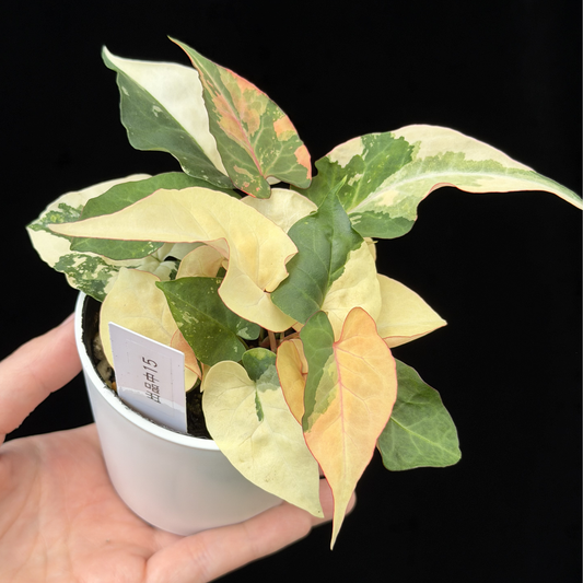 【一点もの販売】ファロピア マルチフローラ 斑入り Fallopia multiflora 'Variegata'   15