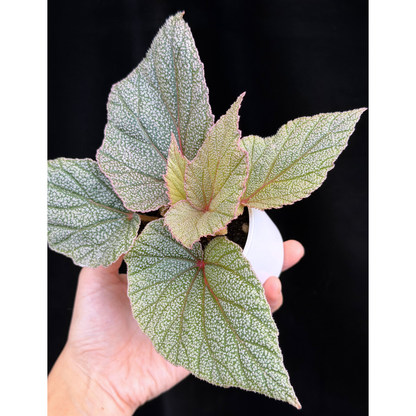 【一点もの】ベゴニア シンバッド Begonia Sinbad