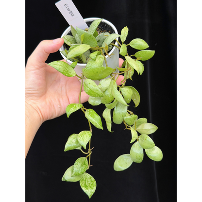 【一点もの】ホヤ ラクノーサ スルカタ Hoya lacunosa sulcata 19