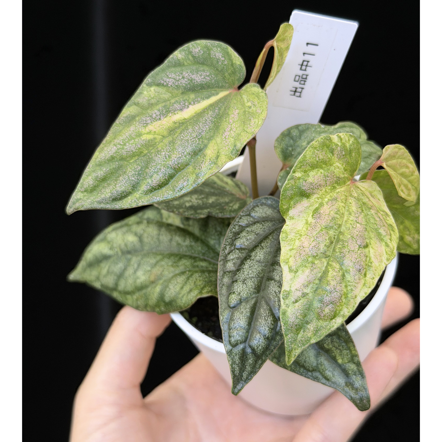 【一点もの】Piper sylvaticum variegated  ピペル シルバティクム斑入り 11