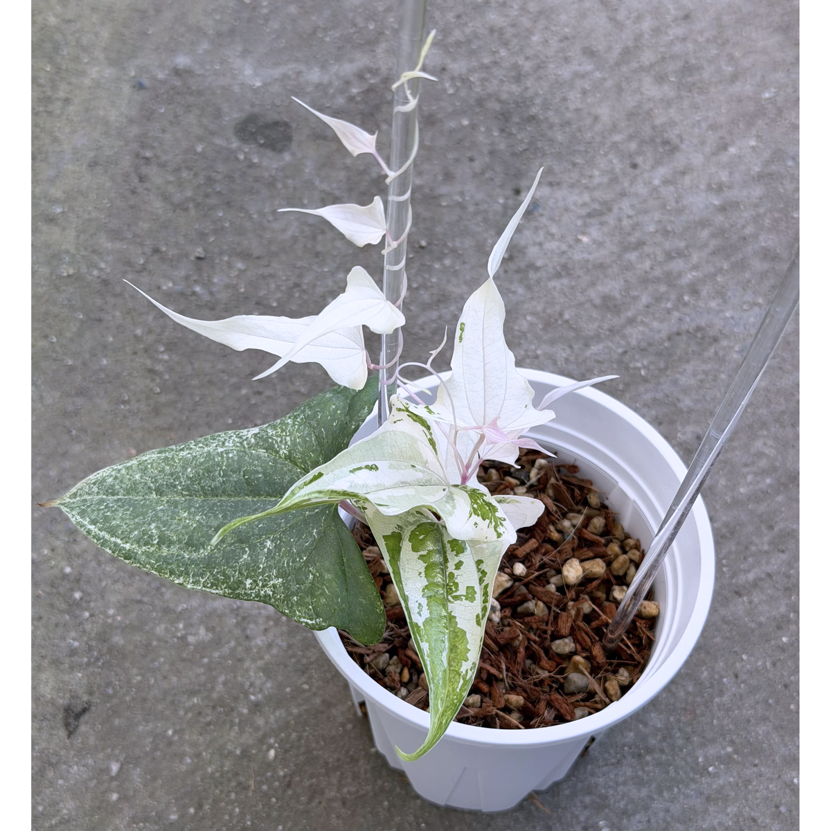 【一点もの】Dioscorea garrettii ‘Piskie’　ねこチップSS植え 激レア
