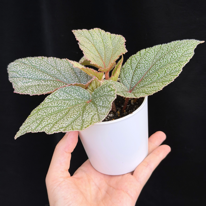 【一点もの】ベゴニア シンバッド Begonia Sinbad