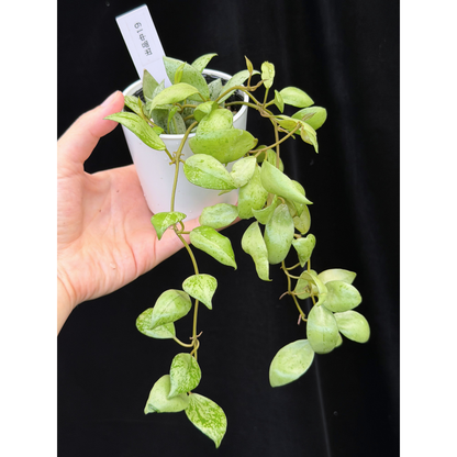 【一点もの】ホヤ ラクノーサ スルカタ Hoya lacunosa sulcata 19