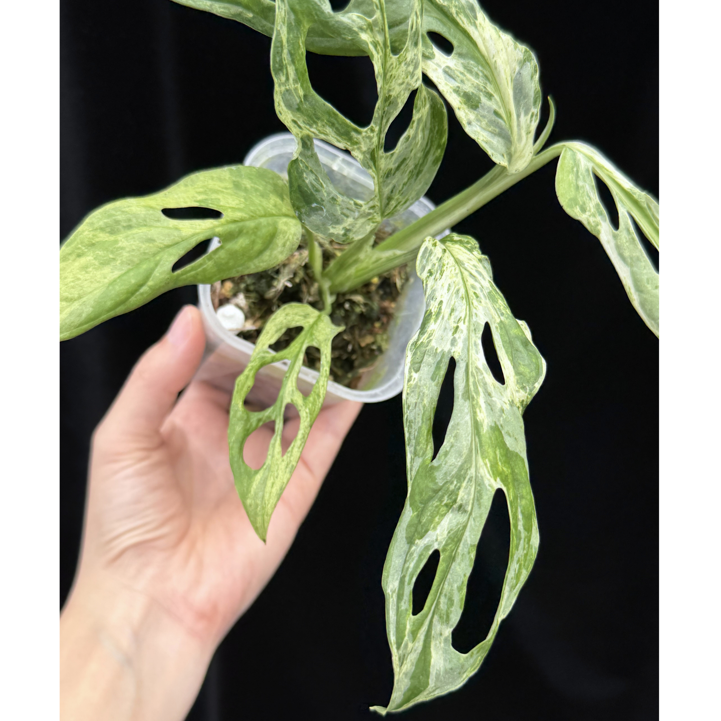 【一点もの】モンステラ アダンソニー ミントバリエガータ Monstera Adansonii 'Mint Variegata' マドカズラ斑入り