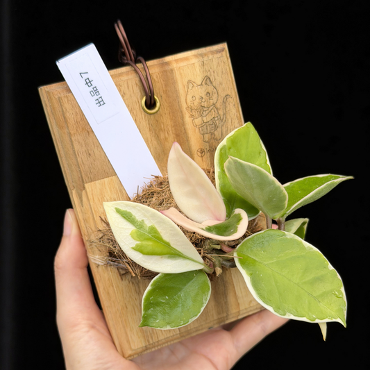 新商品 – inakougei
