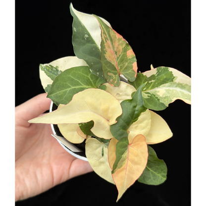 【一点もの販売】ファロピア マルチフローラ 斑入り Fallopia multiflora 'Variegata'   15