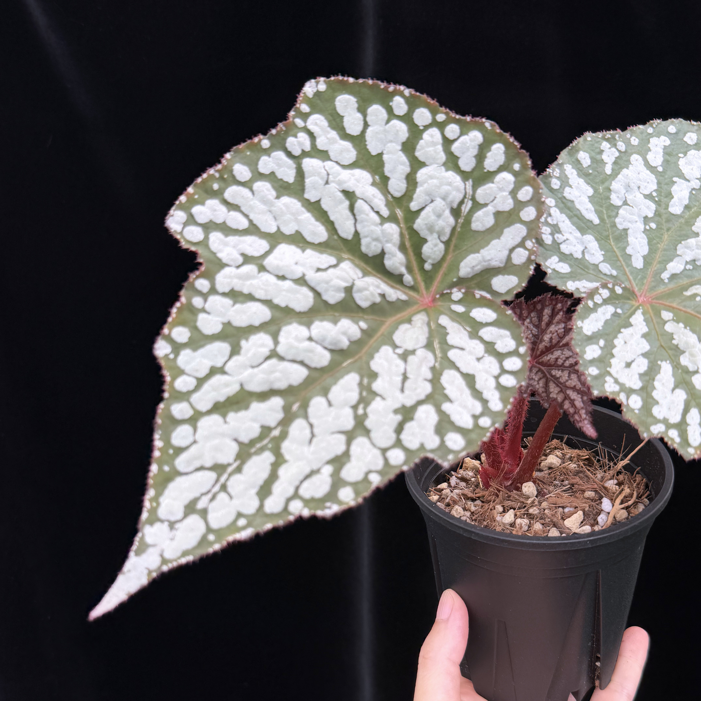 【一点もの】ベゴニア クイーンエリザベス 3.5号 スリット鉢 Begonia ‘Queen Elizabeth’
