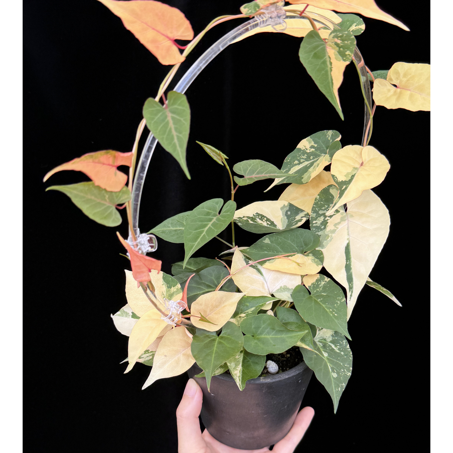 【一点もの】ファロピア マルチフローラ 斑入り Fallopia multiflora variegated BLACK PLASTIC POT 4号 アクリル支柱 プラ鉢 受け皿付き