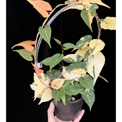 【一点もの】ファロピア マルチフローラ 斑入り Fallopia multiflora variegated BLACK PLASTIC POT 4号 アクリル支柱 プラ鉢 受け皿付き