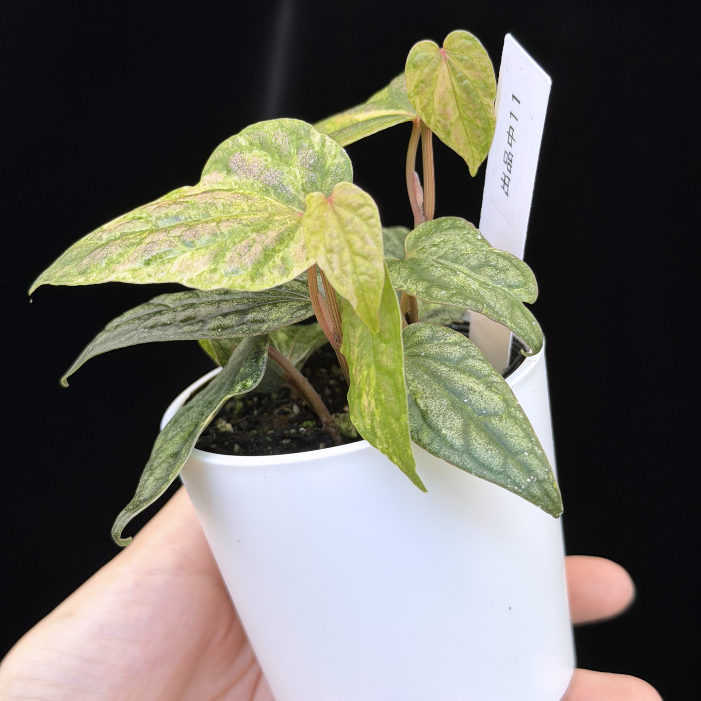 【一点もの】Piper sylvaticum variegated  ピペル シルバティクム斑入り 11