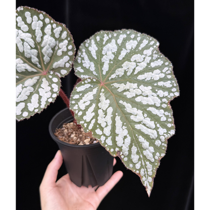 【一点もの】ベゴニア クイーンエリザベス 3.5号 スリット鉢 Begonia ‘Queen Elizabeth’