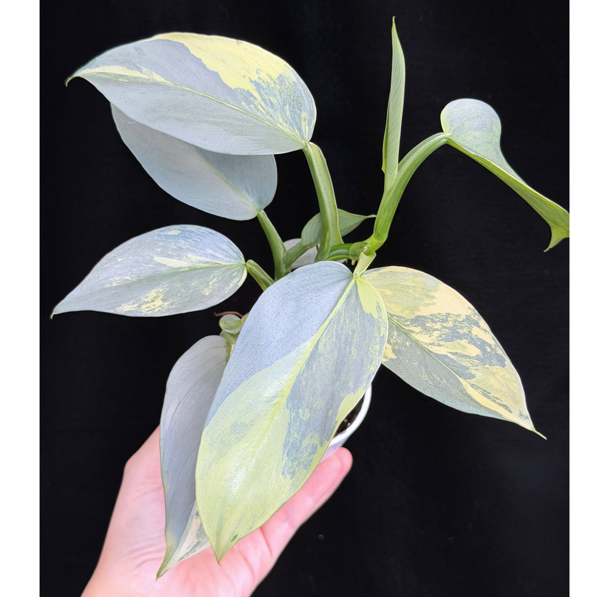 【一点もの】Philodendron Silver Sword Variegata フィロデンドロン シルバーソード シルバーメタル ハスタータム 斑入り レア 希少