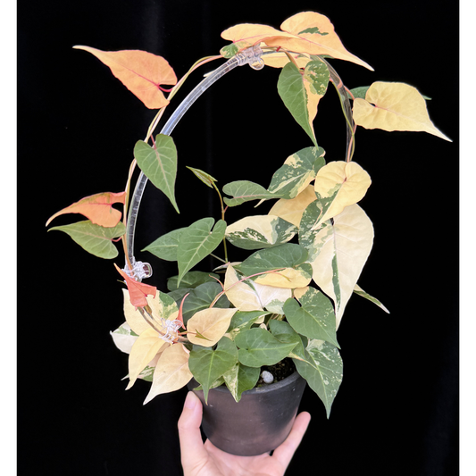 その他観葉植物 hrk30 inakougei