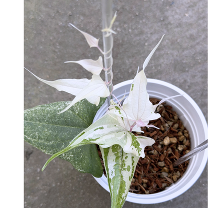 【一点もの】Dioscorea garrettii ‘Piskie’　ねこチップSS植え 激レア
