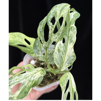 【一点もの】モンステラ アダンソニー ミントバリエガータ Monstera Adansonii 'Mint Variegata' マドカズラ斑入り