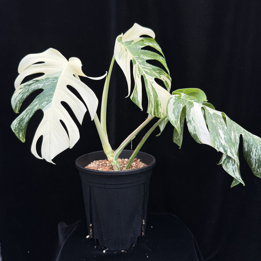 【一点もの】斑入りモンステラ ボルシギアナ　ホワイトタイガー 6号　Monstera borsigiana 'White Tiger'
