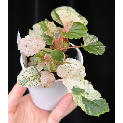 【一点もの】ベゴニア ククラータ ピンク斑入り begonia cucullata Pink variegated 希少 レア 3