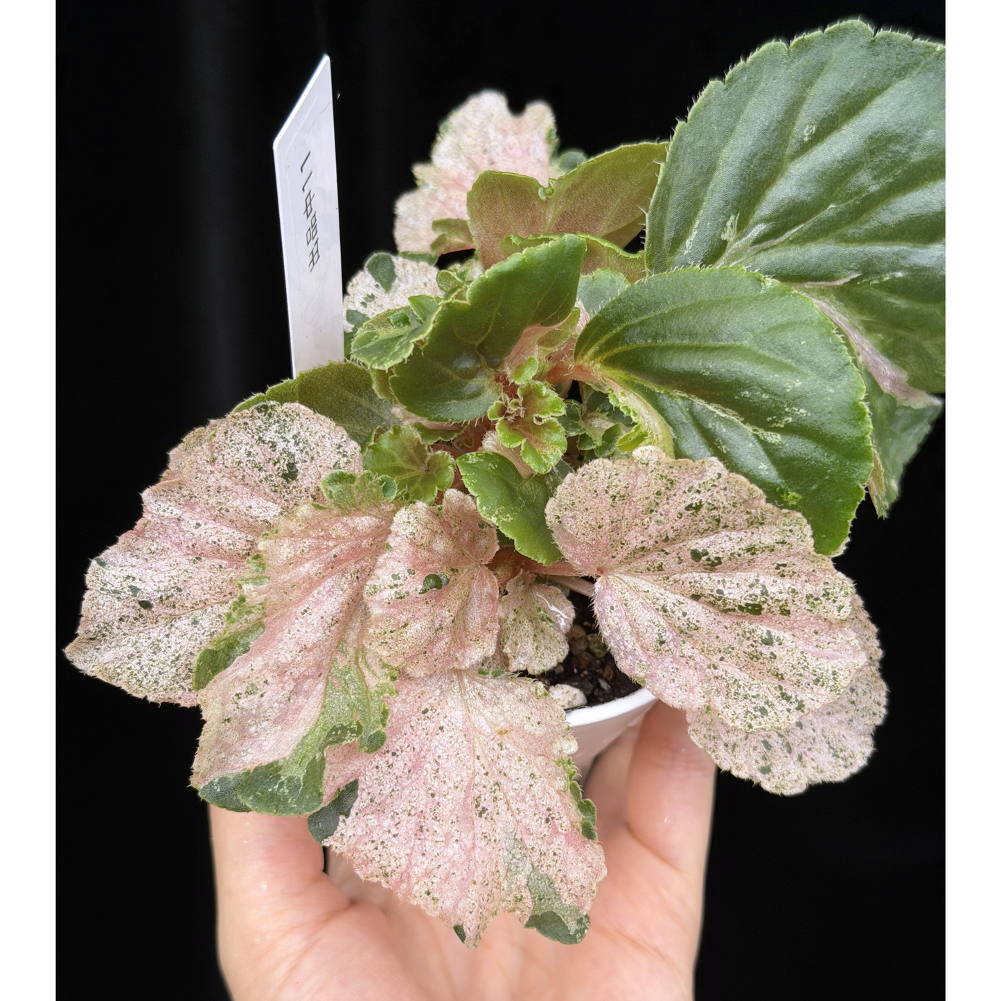 【一点もの】ベゴニア ククラータ ピンク斑入り begonia cucullata Pink variegated 希少 レア 11
