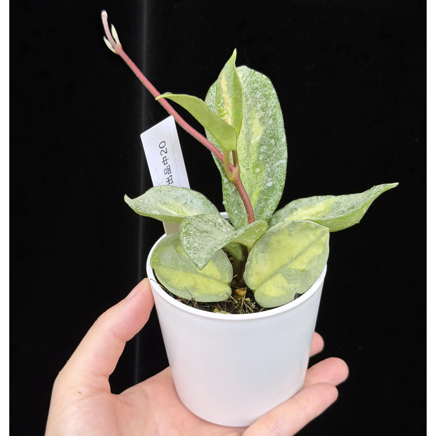 【一点もの】ホヤ・アルゲンティア・プリンセス Hoya carnosa 'Argentea Princess'  希少 レア 20