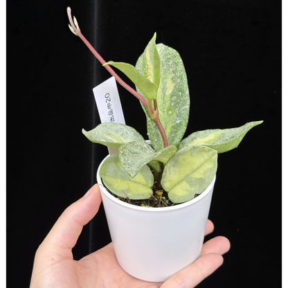【一点もの】ホヤ・アルゲンティア・プリンセス Hoya carnosa 'Argentea Princess'  希少 レア 20
