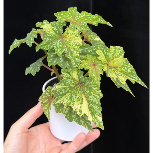 【一点もの】ベゴニア 出雲の煌星 斑入り Izumo no Kiraboshi variegated 希少 激レア