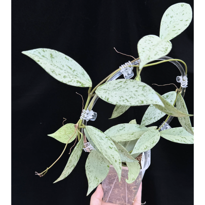 【一点もの】ホヤ プビカリクス シルバーゴースト Hoya Pubicalyx silver ghost  希少 レア ねこチップ ネガミエル3号 クリア支柱Mサイズ 2