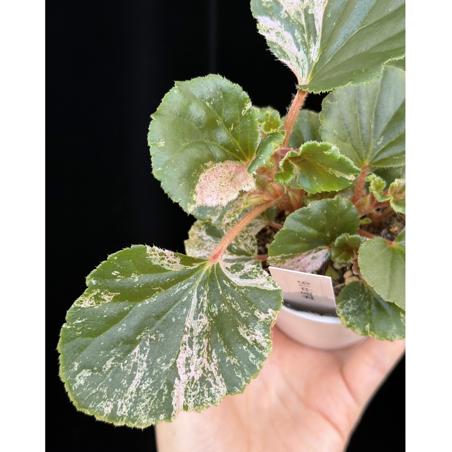 【一点もの】ベゴニア ククラータ ピンク斑入り begonia cucullata Pink variegated 希少 レア 16