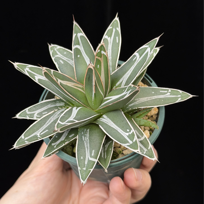 【一点もの】アガベ ビクトリアレジーナ "笹の雪" 2.5号 スリット鉢