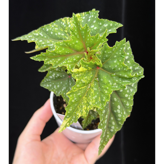 【一点もの】ベゴニア 出雲の煌星 斑入り Izumo no Kiraboshi variegated 希少 激レア 4