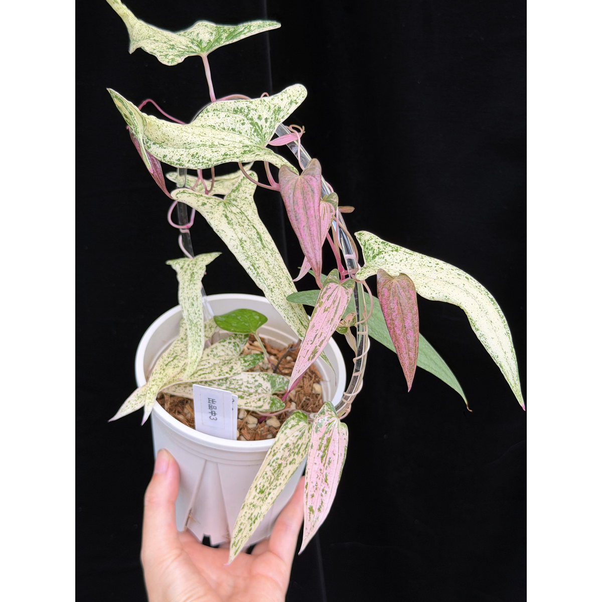 【一点もの】Dioscorea garrettii ‘Pixel’　ねこチップSS植え 激レア 3