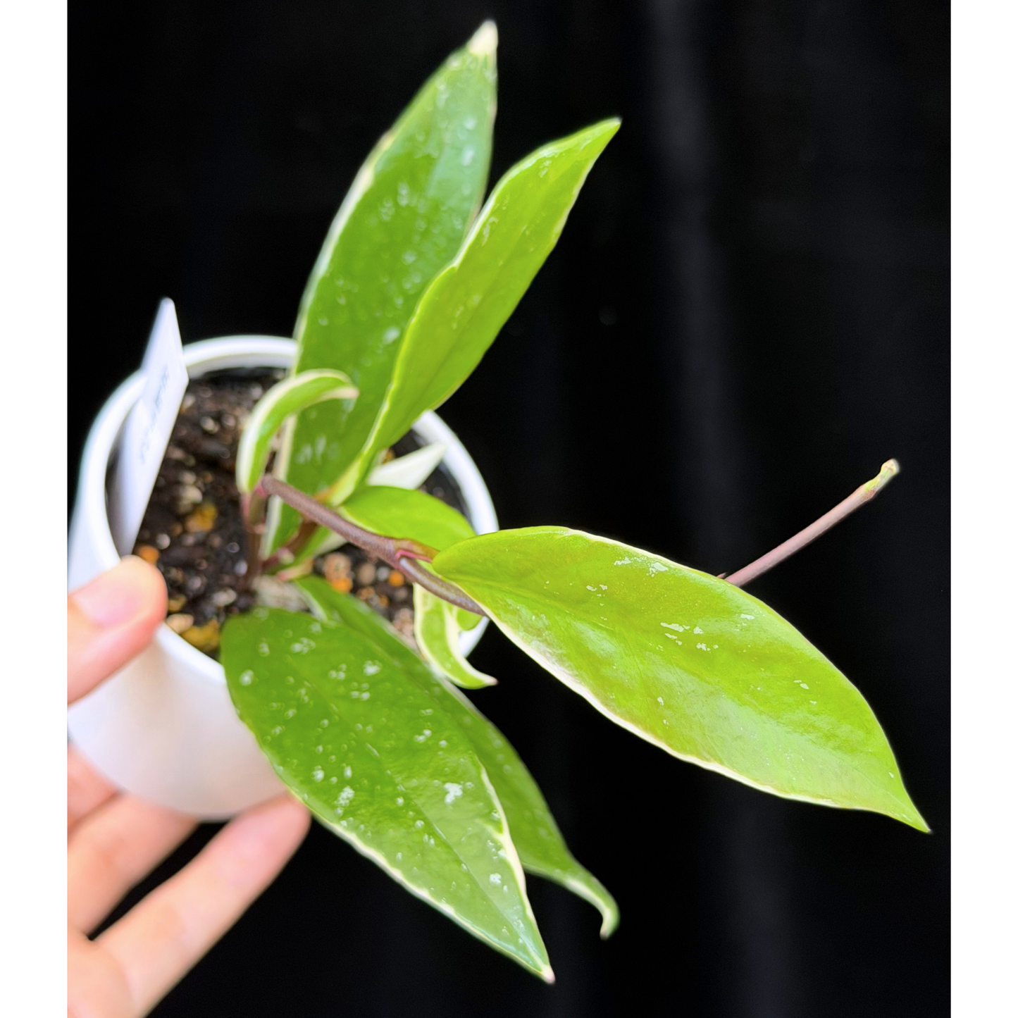 【一点もの】ホヤ プビカリクス ピンクシルバー アルボマギナータ スプラッシュ Hoya Pubicalyx pink silver albomarginata splash 希少 レア