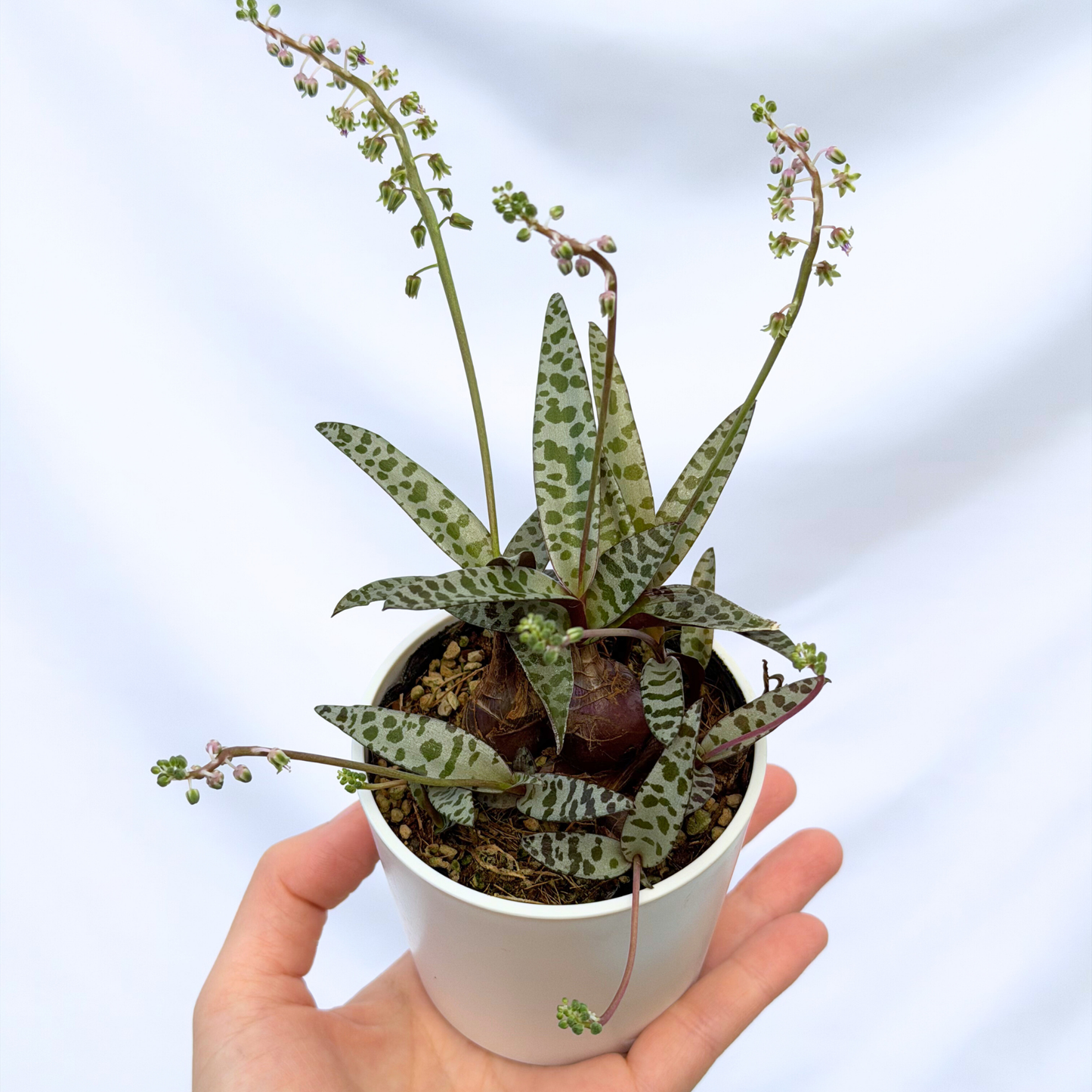 レデボウレア ソシアリス ビオラセア 豹紋 寄せ植え 抜き苗 シラー ビオラセア 豹紋 レデボウリア ソシアリス – inakougei