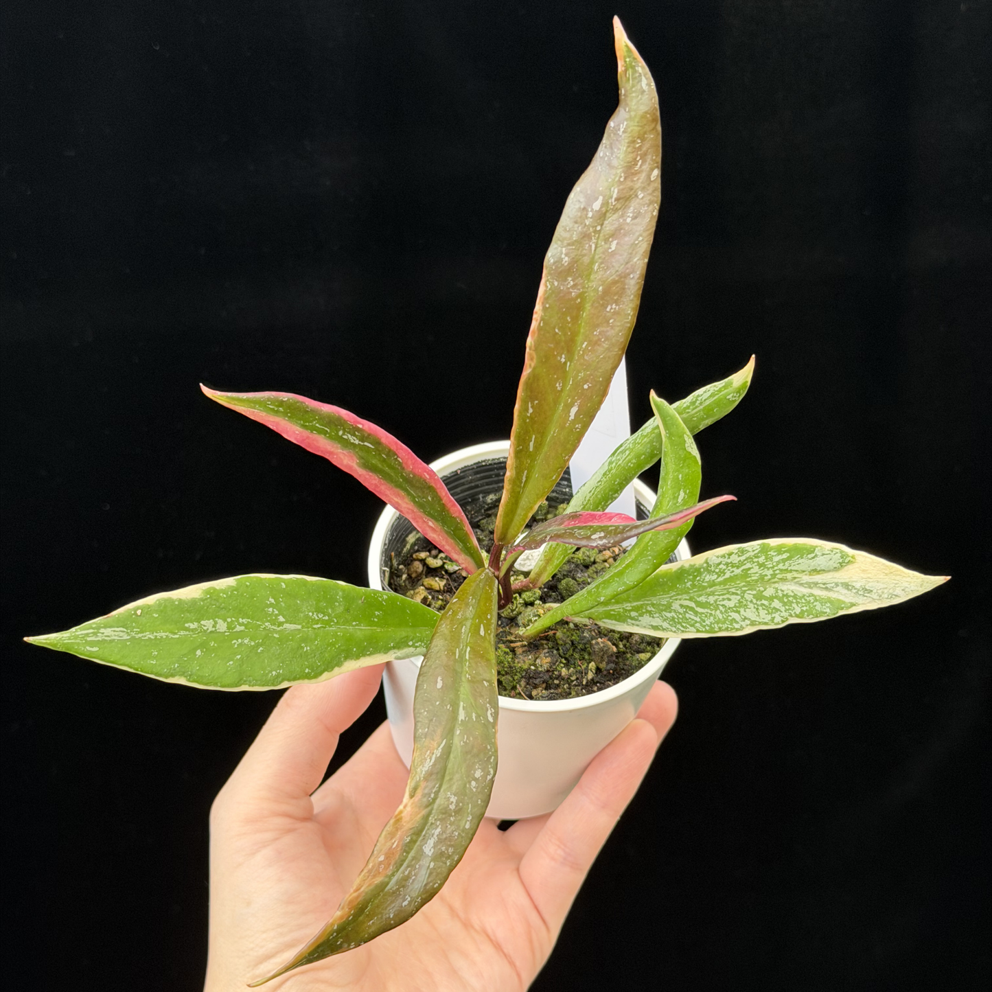 【一点もの】Hoya Pubicalyx Pink Silver albomarginata splash 希少 レア 3