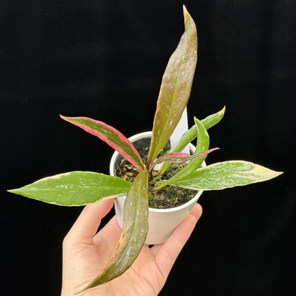 【一点もの】Hoya Pubicalyx Pink Silver albomarginata splash 希少 レア 3